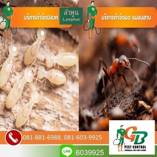 วางระบบกำจัดปลวก เชียงใหม่ ระบบกำจัดปลวก เชียงใหม่ 
