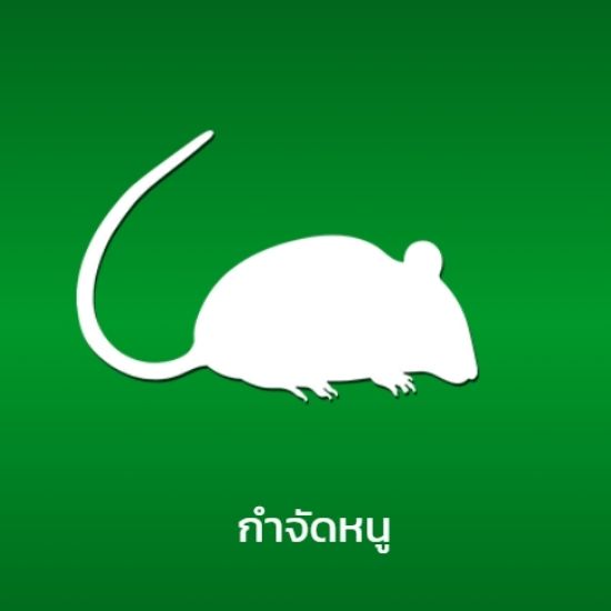 กำจัดหนู