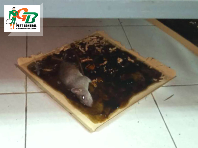 รับกำจัดหนูภายในบ้าน เชียงใหม่ รับกำจัดหนูภายในบ้าน เชียงใหม่